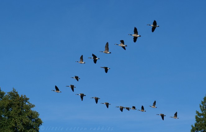 geese